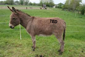 upload_to/images_forum/Ted.jpeg